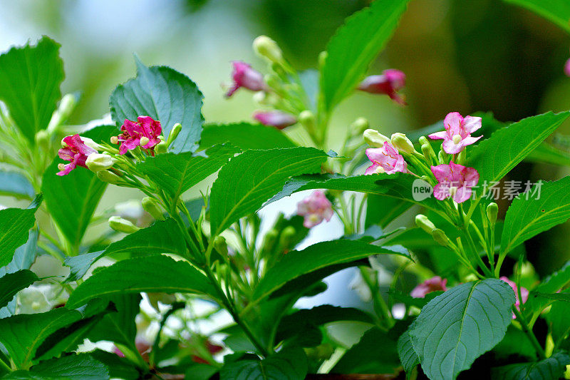 Weigela coraeensis花